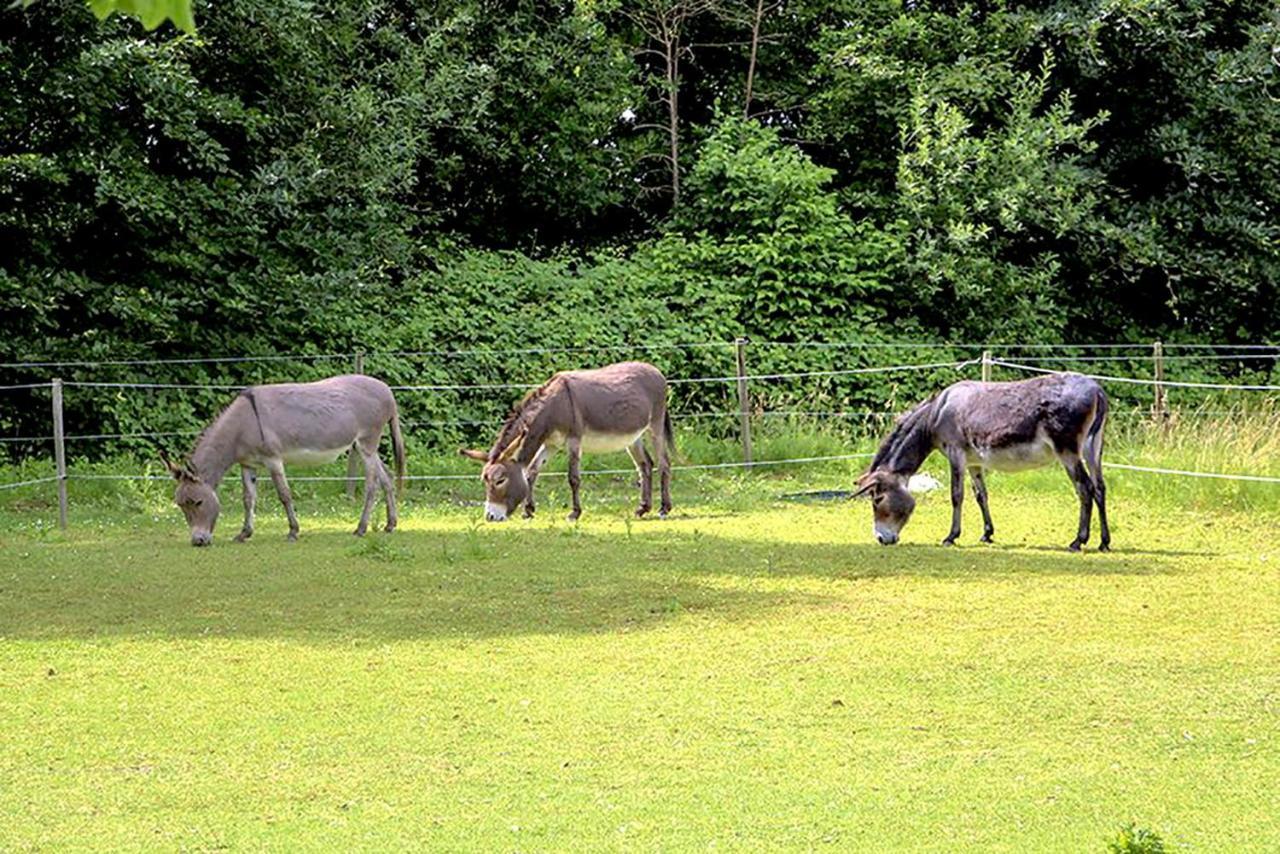 Landgoed Rijckholt Bed & Breakfast